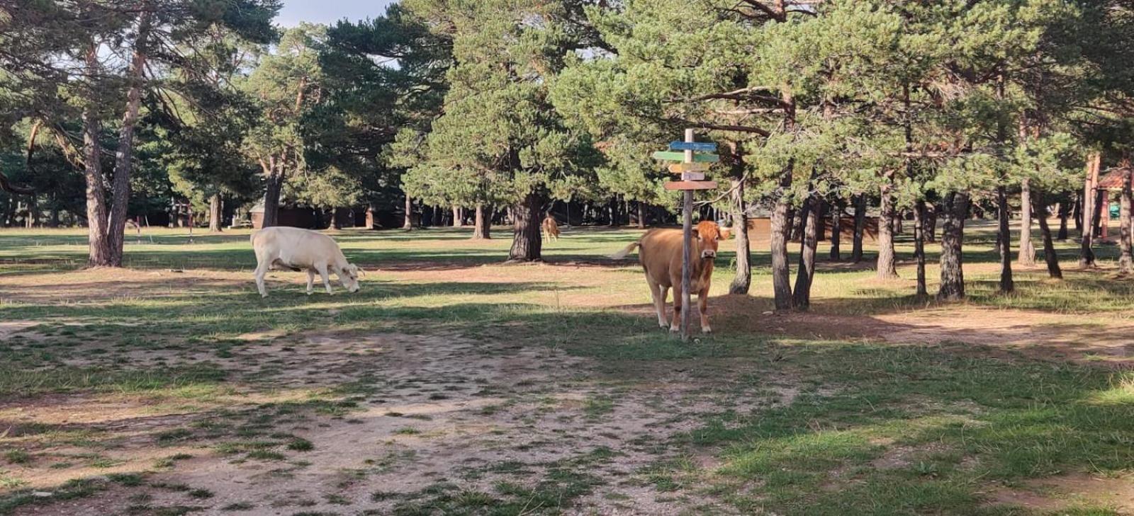 De - Aventurarte Campeggio